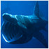 Basky The Basking Shark