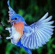 Bluebird's Avatar