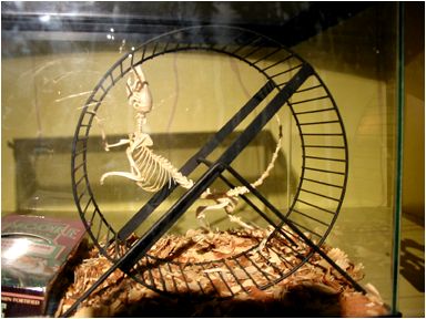 HEY, THAT WAS MY PET! :(