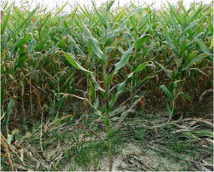 Oh Crop! A circle!