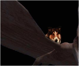 Go Lassie!