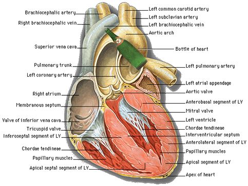 WHOAH! THE BOTTLE OF THE HEART REALLY DOES EXIST!
