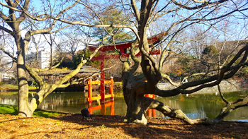 Re's new home - trees along the Japanese Hill-and-Pond Garden.
