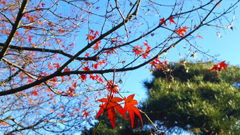 Crimson maple leaves still clinging on in December.