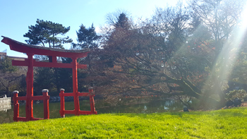 One last photo of Re's new home with Japanese maple trees and cherry blossoms behind the torii gateway in the Brooklyn Botanic's Japanese Hill-and-Pond Garden.