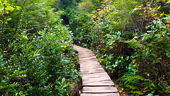 The wooden walkways of the Cape Flattery trail.