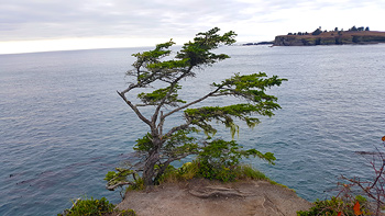 Re's beautiful tree in the northwesternmost part of the country.