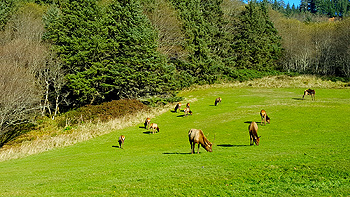 Elk grazing just to the north of the parking lot in Ecola State Park.