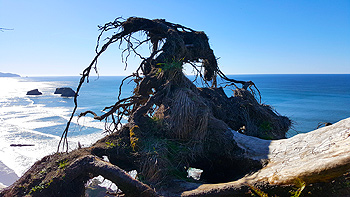 Gorgeous views of the Pacific serve as a backdrop for a number of uprooted trees on the trail.