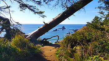 Hiking back up the trail with more tilted trees and blue Pacific views.