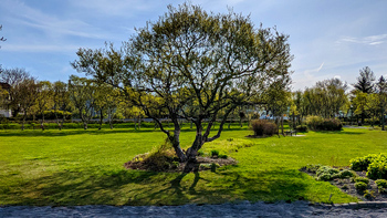 One last photo of Re's Icelandic tree under the sun.