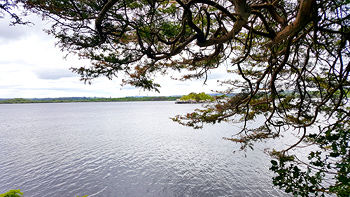 Branches from her tree reaching out over the waters of Lough Leane with a small island off in the distance.