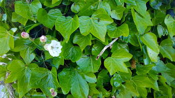A close-up of the ivy side and some flowers just starting to bloom.