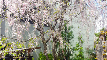 Re's Shidarezakura tree - a weeping cherry blossom.
