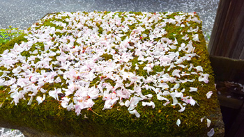 A mossy post under her tree that many of the cherry blossom petals fell onto.