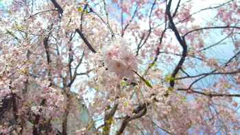 Another close-up of the cherry blossoms from her tree.
