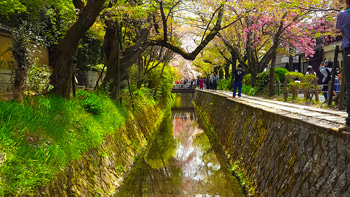 The Philosopher's Path in Kyoto, right near where her tree is located.