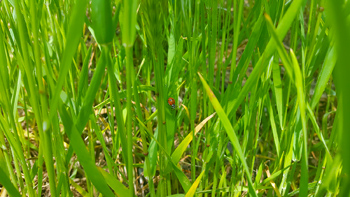 A ladybug relaxing in the grass.
