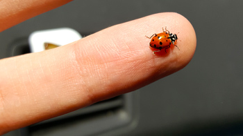 A lucky ladybug pays me a visit.