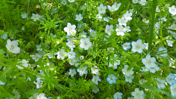 These white flowers with just a light tint of blue around the edges known as 'Baby Blue Eyes' were all over the place.