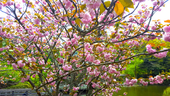 A close-up of Re's beautiful Yoshino cherry tree.