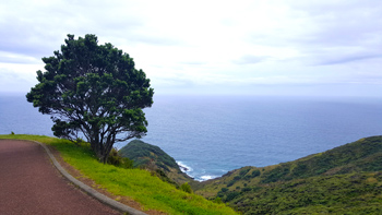 Coming around the bend to discover Re's stunning pohutukawa tree overlooking the Tasman Sea and Pacific Ocean.