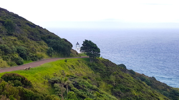 One last look at Re's tree with the Tasman Sea, Pacific Ocean, and Cape Reinga Lighthouse.