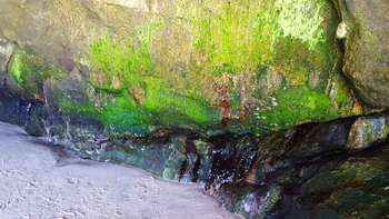 Back inside the cave on the way back, you'll notice some colorful algae from where the waters recede during low tide.