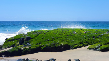 More vivid greenery exposed during low tide as the waves crash upon the shoreline.