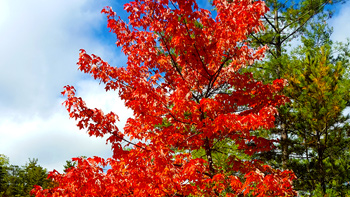 Re's fiery red tree in the Grand Basin of the Ausable Chasm.