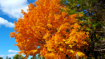 Re's stunning maple tree with bright orange and yellow leaves near the Ausable Chasm entrance.