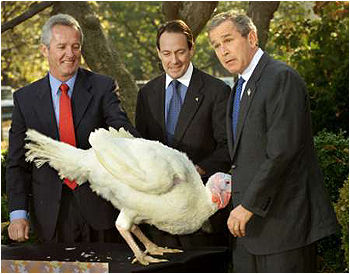 Gobble, gobble!