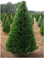 DR. BOOGIE'S XMAS TREE BUYING GUIDE!
